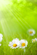 Foto: Summer flowers - daisy on green background Summer flowers - daisy on green background
