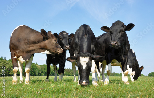 Photo: Five beautiful young curious cows in a meadow Five beautiful young curious cows in a meadow