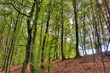 Uphill view through a deciduous forest