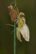 sympetrum striolatum