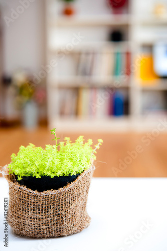Photo: a small plant in the room a small plant in the room