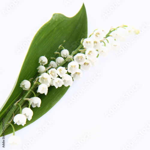 Foto: Lily of the valley flowers with a leaf on white background Lily of the valley flowers with a leaf on white background