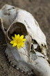 Skull Flower