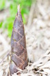 孟宗茸