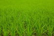 Rice field