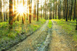 in the woods