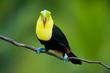 Keel Billed Toucan, from Central America.
