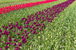 Rows of tulips on a tulip farm Rows of tulips on a tulip farm