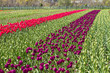 Rows of tulips on a tulip farm Rows of tulips on a tulip farm
