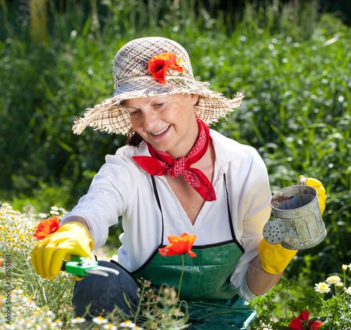 Photo: a mature woman picking fresh herbs from her garden a mature woman picking fresh herbs from her garden