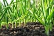 Garlic vegetable growing agriculture