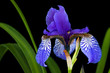 Iris bloom