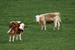 Braunbunte auf einer Weide