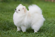 White Spitz