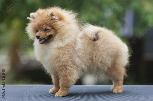 German Spitz from Synelnychenko Dmytro, Royalty-free stock photo ...