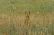 Lièvre brun lepus capensis