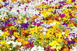 Blumenpracht