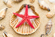 beach with starfish and seashells