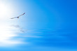 Seagull over the sea