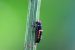 ladybug larvae