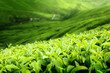 Tea plantation Cameron highlands, Malaysia (shallow DOF)
