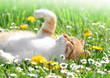 cat in the grass
