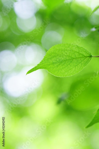 photo par GreenLeaf