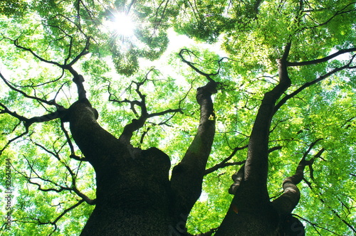 Photo: 新緑の木と太陽 新緑の木と太陽