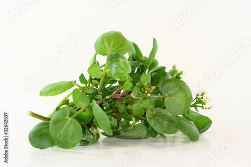 Photo: Brunnenkresse Brunnenkresse
