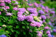 紫陽花  Hydrangea