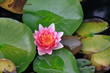 スイレン　Water Lily