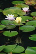 スイレン　Water Lily