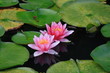 スイレン　Water Lily