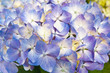 hortensia