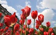 Tulpen
