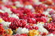 Blumenmeer