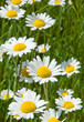 Margeritenwiese, Leucanthemum vulgare