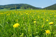 Fresh meadow with yellow flowers