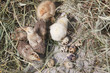 turkey chicks