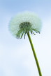 Foto: Pusteblume Pusteblume