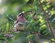 Eating Cedar Waxwing
