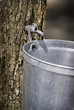 Goutte de sève pour faire du sirop d'érable au printemps Goutte de sève pour faire du sirop d'érable au printemps