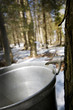Droplet of sap flowing from the maple tree into a pail