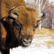 wild bison