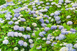 hortensia