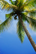 Palme