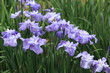 花菖蒲 扇の的 (堀切菖蒲園)