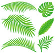 summer leaf