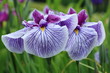 花菖蒲 万里の響 (堀切菖蒲園)