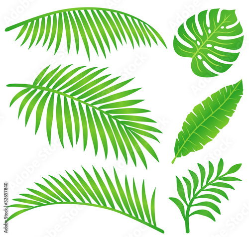 Vector: summer leaf summer leaf